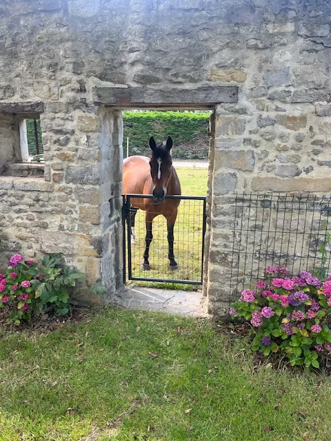 Les animaux de la ferme